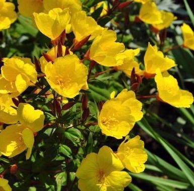 OENOTHERA Sonnenwende