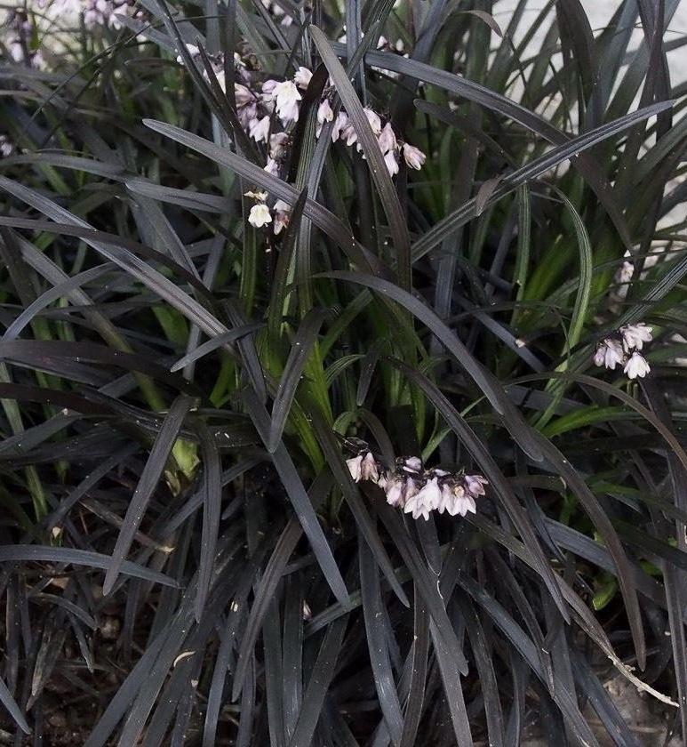 OPHIOPOGON planiscapus Nigrescens