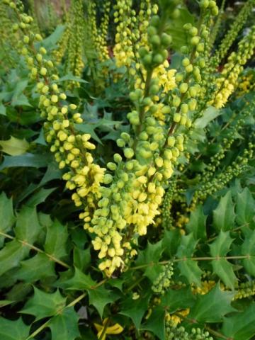 MAHONIA media Winter Sun