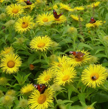 INULA hookeri