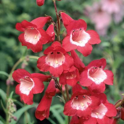 PENSTEMON King George