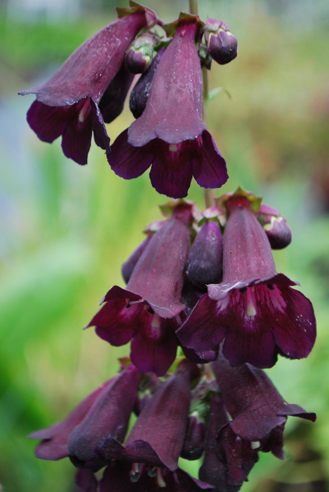 PENSTEMON Raven