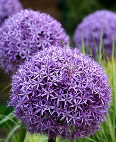 ALLIUM Globemaster