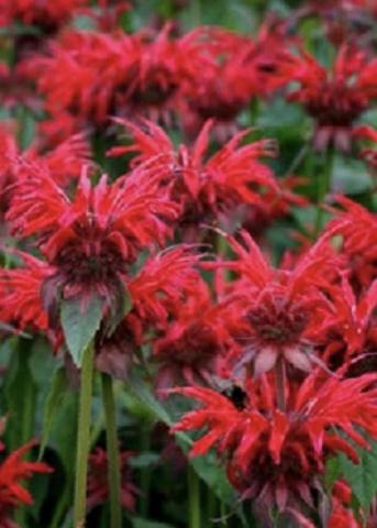 MONARDA Gardenview Scarlet