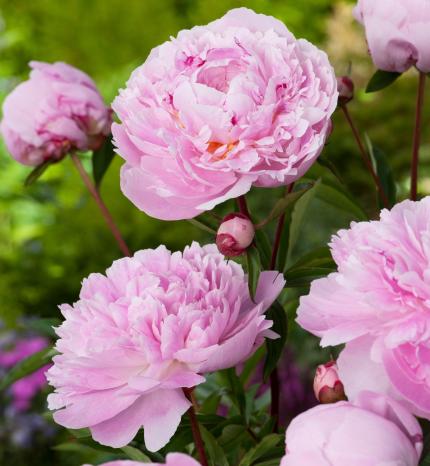 PAEONIA lactiflora Sarah Bernhardt