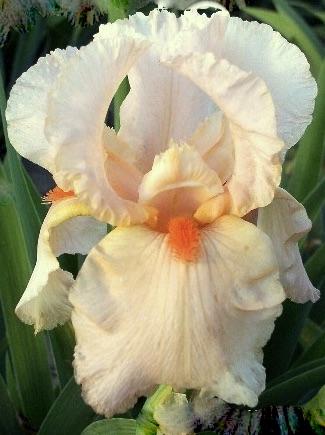 IRIS  Germanica Party Dress