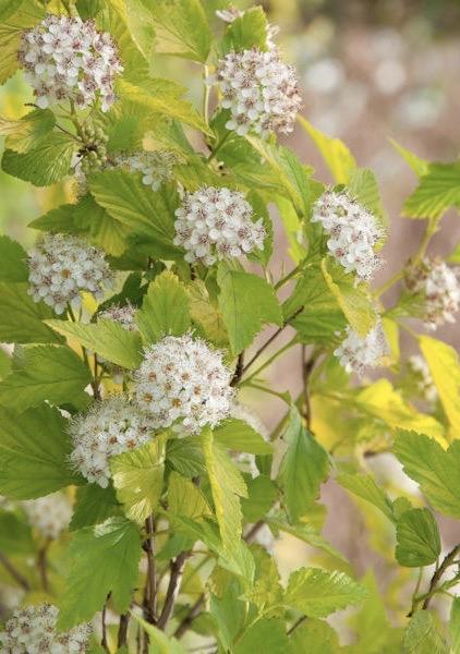 PHYSOCARPUS Tiny Wine Gold