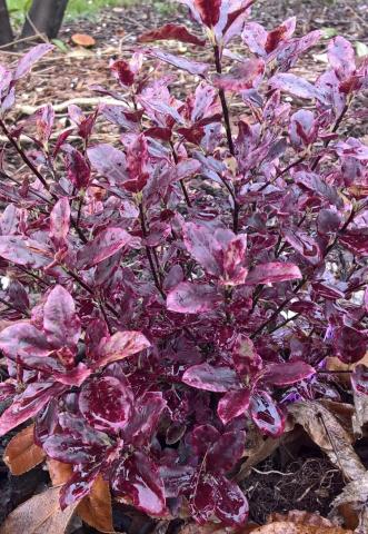 PITTOSPORUM Bannow Bay