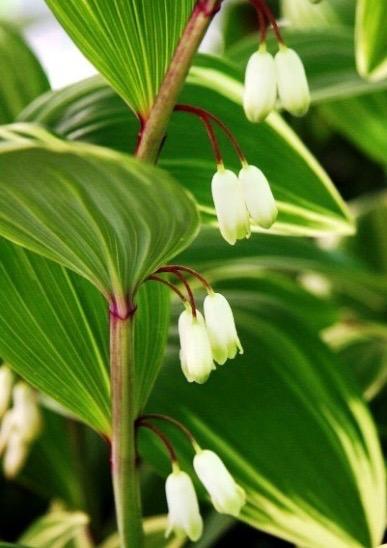 POLYGONATUM falcatum Variegatum