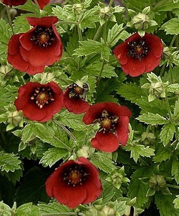 POTENTILLA Flamenco