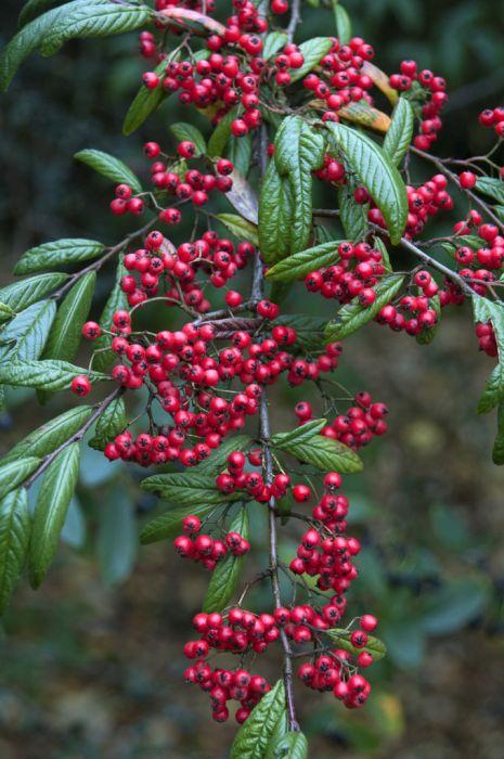 COTONEASTER Hybrid