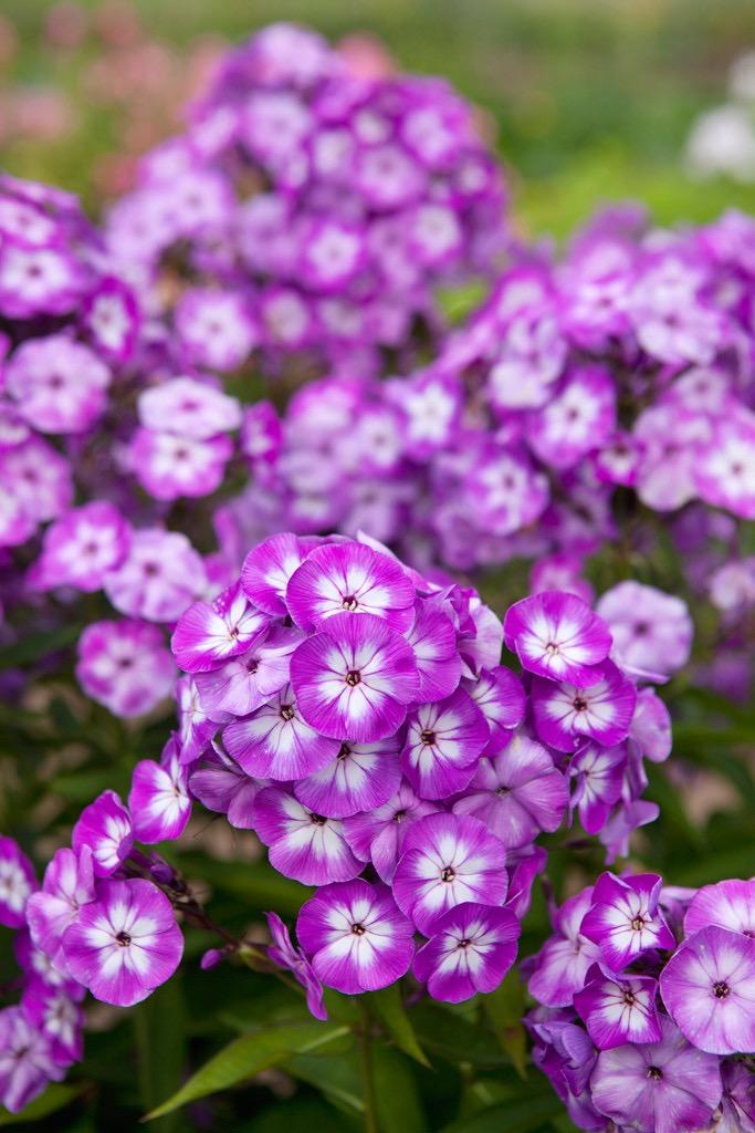 PHLOX paniculata Laura