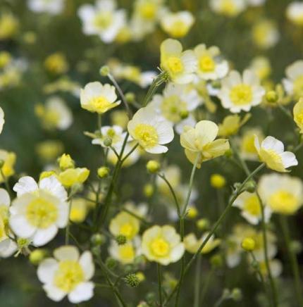 RANUNCULUS  acris Hedgehog