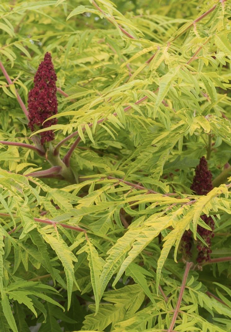 RHUS typhina Tiger Eyes