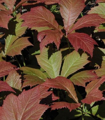 RODGERSIA podophylla