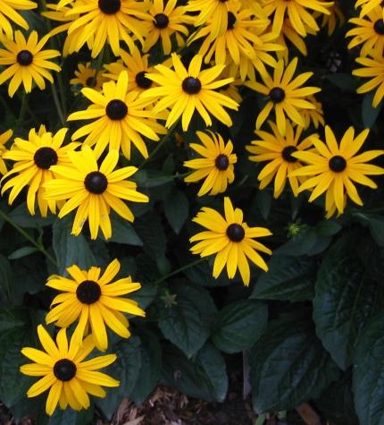 RUDBECKIA Goldsturm