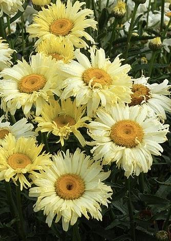 LEUCANTHEMUM Goldfinch