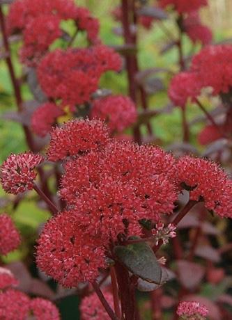 SEDUM Red Cauli