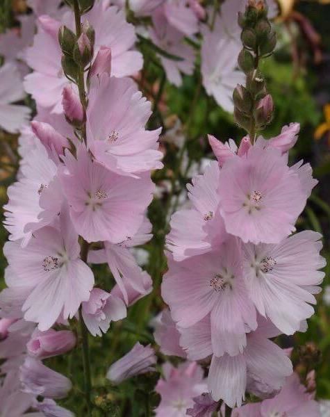 SIDALCEA Loveliness