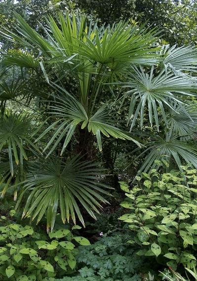 TRACHYCARPUS fortunei