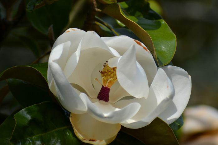 MAGNOLIA grandiflora Little Gem