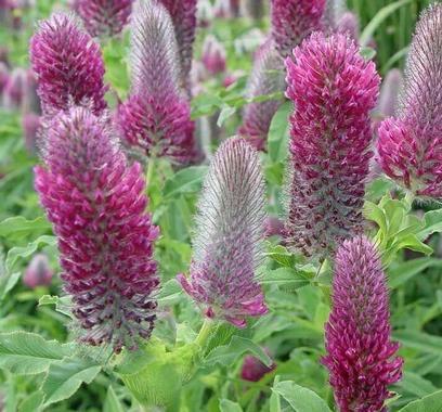 TRIFOLIUM rubens