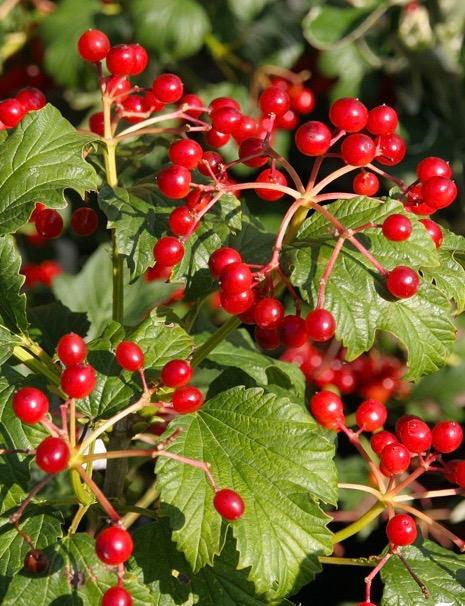 VIBURNUM opulus Compactum