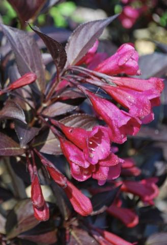 WEIGELA florida Alexandra