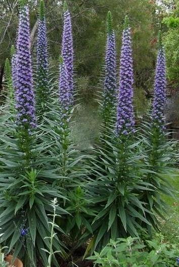 ECHIUM  webbii