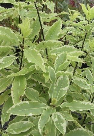 PITTOSPORUM eugenoides Variegata