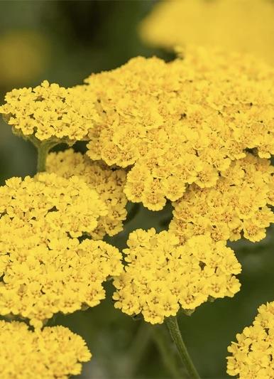 ACHILLEA Little Moonshine