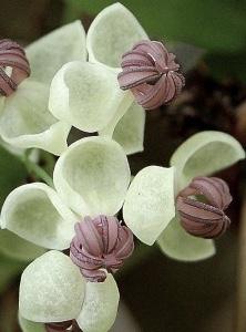 AKEBIA quinata Cream Form