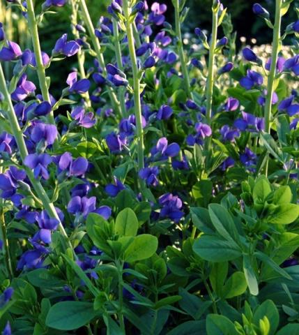 BAPTISIA  australis