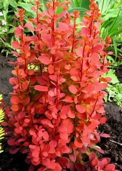 BERBERIS thunbergii Orange Rocket