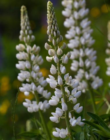 LUPINUS arboreus Alba