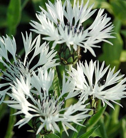 CENTAUREA montana Alba