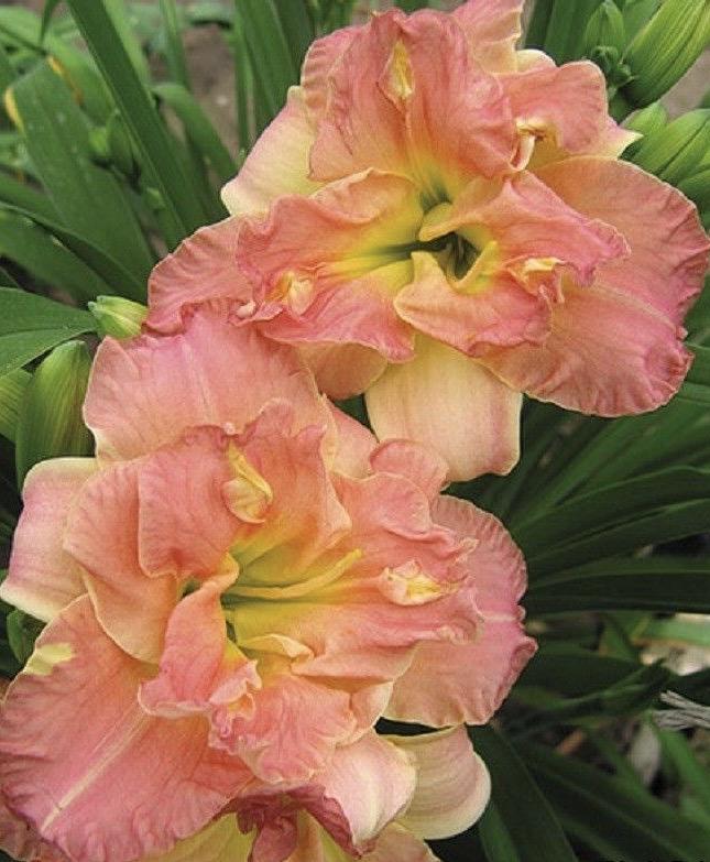 HEMEROCALLIS Lacey Doily