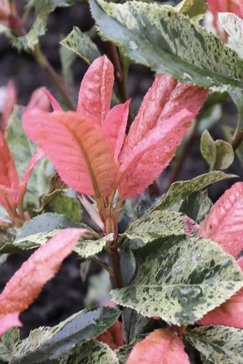 PHOTINIA  Pink Crispy