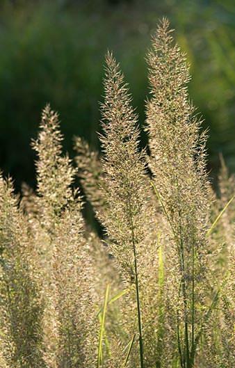 CALAMAGROSTIS brachyticha