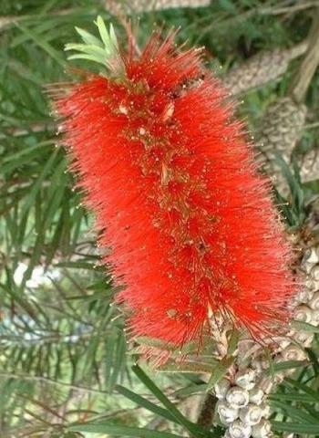 CALLISTEMON rigidus