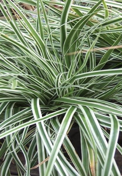 CAREX oshimensis Everest