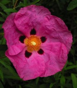 CISTUS purpureus