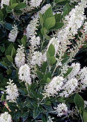 CLETHRA alnifolia Hummingbird