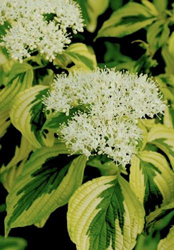 CORNUS Golden Shadow