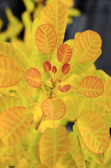 COTINUS coggygria Golden Lady