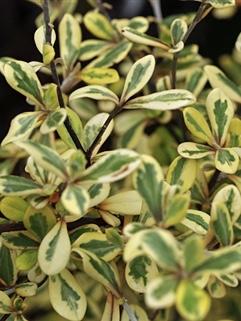 COROKIA x virgata Sunsplash