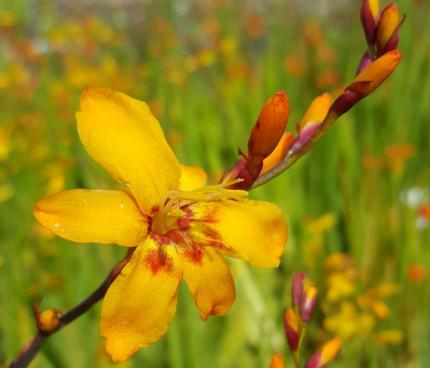 CROCOSMIA Harlequin