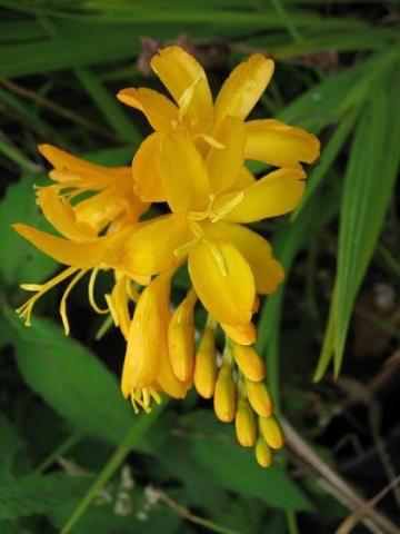 CROCOSMIA Pauls Best Yellow