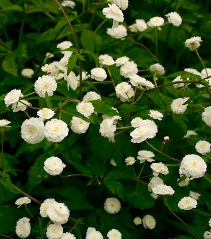 RANUNCULUS aconitifolius Flore Pleno