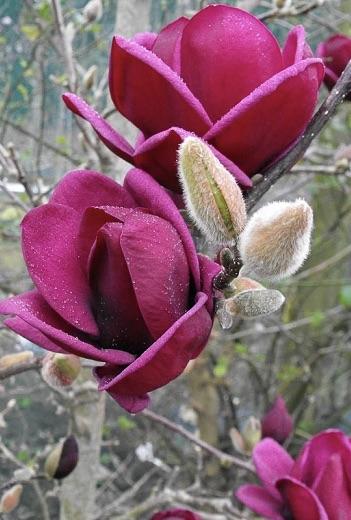 MAGNOLIA  Genie